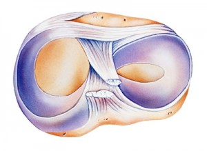 Illustration eines menschlichen Kniemeniskus mit C-förmiger Knorpelstruktur und inneren Fasern.